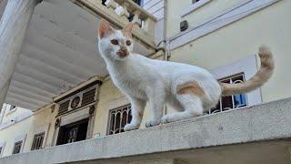 Cute street cat with honey colored eyes