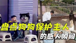 盘点狗狗保护主人的感人瞬间，它会为你拼命，只因你是它的全世界