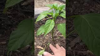 How I Prune Pepper Plants #garden #gardening #plants