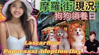 香港摩羅街 現況如何｜ 熱熱鬧鬧的狗狗領養日｜Lascar Row Paparazzi Adoption Day