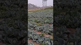 Early morning  farmer life gao desi kheti #farming #qualiflower #nature #desi #gao