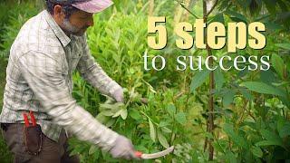 Syntropic Agroforestry Management in 5 Simple Steps