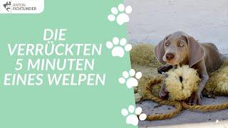 Die verrückten 5 Minuten eines Welpen