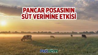 Pancar posasının süt verimine etkisi