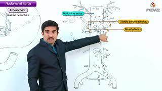 Abdominal Aorta - Gross anatomy  ( Origin , Course , Branches ) :  USMLE Step 1