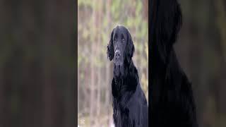 Raças de Cães: Flat Coated Retriever! #cachorro #cachorros #cães #cão #caramelo #retriever