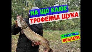 на що клює трофейна щука#спінінг#щука#окунь#тролинг