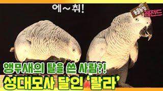 [TV 동물농장 레전드] ‘성대모사 달인, 앵무새 랄라’ 풀버전 다시보기 I TV동물농장 (Animal Farm) | SBS Story