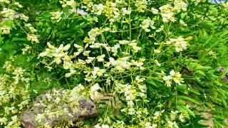 Sophora japonica - Japanese Pagoda Tree Flowers are Edible