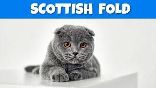 Scottish Fold Cat Breed - Characteristics & Personality #cats #scottishfold #cats