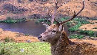 The Stag is the boss. - Glen Etive Scotland.