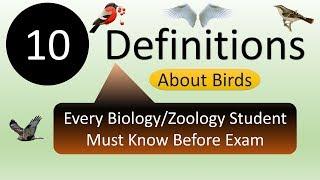 Birds Biology | Top 10 Definitions To Understand