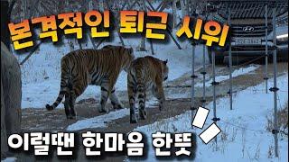 [4K] 집에 좀 갑시다! 이럴 땐 한마음 한뜻으로 움직이는 범궁... 지치지 않는 퇴근시위 (태범 무궁 백두대간 호랑이  korea tiger) #태범, #무궁, #한국호랑이