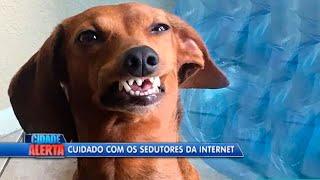 Cuidado com os pets sedutores da internet | Jornalzinho Amo Meu Pet