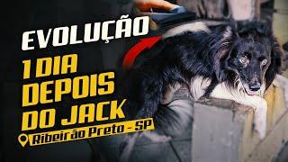 JACK CHEGOU MORDENDO – MAS NEM TODO CÃO QUE MORDE É AGRESSIVO!