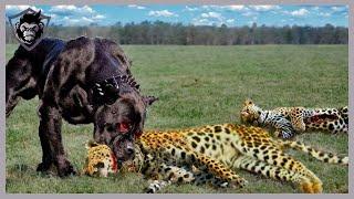 10 Dramatic Moments! When Animals Clashed with the Wrong Opponent Part 2 | Animal Attacks