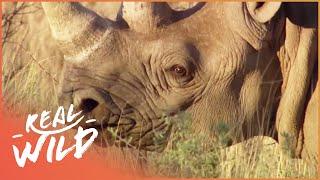 The Final Black Rhinos in The World