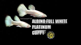 Guppy Albino Full White Platinum - For Sell