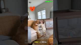  A Child, A Dog, and a Love That’s Pure #dog #pets #dogtraining #belgianmalinois #germanshepherd