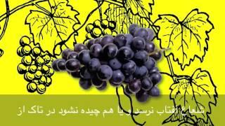 English in a Minute 50 - (To Die on the Vine) VOA Dari