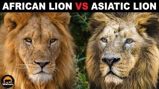 What Is The Difference Between African Lions and Asian Lions?