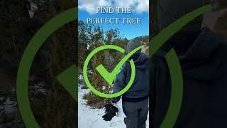 BLM Utah Holiday Tree Cutting Safety