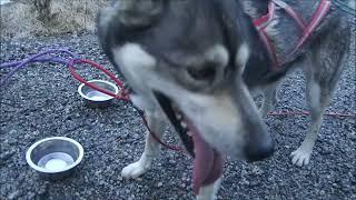 The Old man and the fit huskies.