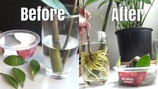 ZZ Plant Experiment - Growing Plants From Leaves