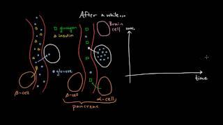 Insulin 2: What is glucagon?