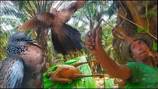 Hunting slingshot #74 - Shoot 2 fat pigeons as food - || Thai S