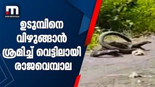 ഉടുമ്പിനെ പിടിച്ച രാജവെമ്പാല വെട്ടിലായി | Mathrubhumi News