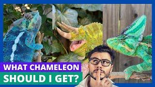 Chameleon Species Showdown: Find Your Ideal Pet!