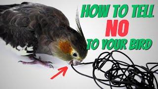 Is Your Bird Misbehaving? Try This NOW!