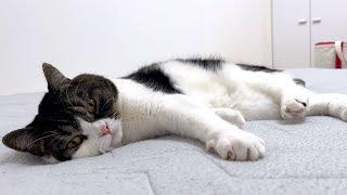 1年ぶりにひんやり布団を敷いてみたら気持ち良すぎて猫が動かなくなりました…w