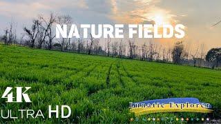 Nature Fields 4K | Outdoor Life | Peaceful Relaxing Music | Nature 4k Video UltraHD