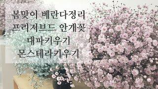 봄맞이 베란다정리:분갈이하기, 홈가든 : Spring veranda theorem: change the house, home garden