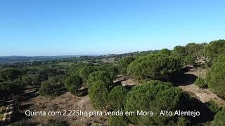 Quinta para venda em Mora - Alto Alentejo