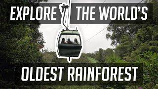 Exploring the World's Oldest Rainforest | Skyrail Rainforest Cableway Cairns | Australia