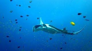 Fantastic Thailand, Mantaray, Diving, Tauchen, Manta, Ko Lanta