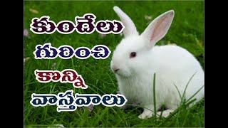 unknown / cool facts rabbits in telugu