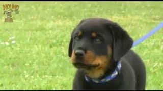 Training your puppy to come when called & walk on leash