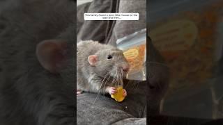 This family found a poor little mouse on the road and then... #animalshorts #animalrescue