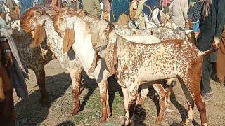 Luddan bakra Mandi update makhi cheeni bakra Mandi pakistan 03086171529