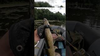 Снова воблер малас ловит щуку #fishing #рыбалка