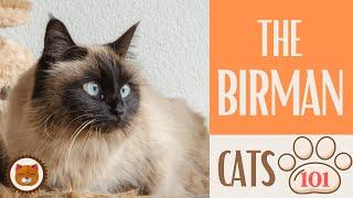  Cats 101  BIRMAN CAT - Top Cat Facts about the BIRMAN #KittensCorner