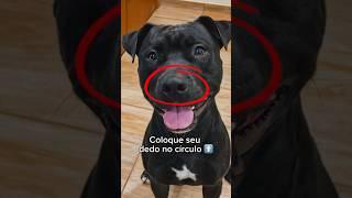 COLOQUE SEU DEDO NO CÍRCULO ⭕️ #cachorro #cachorros #sigowillpitbull #humor #humorbrasil #pitbull