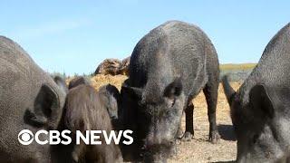 "Super pigs" cause chaos along U.S.-Canada border