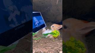 cute baby rabbits #cute #baby #dog #funny #viral #viralvideo #youtubeshorts #anime #fypシ #japan #fun