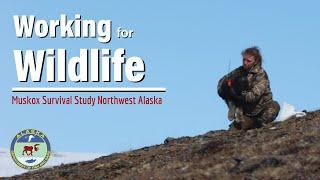 Muskox Survival Study, Working for Wildlife