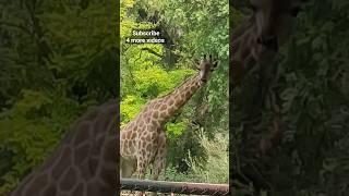 Lahore Zoo Giraffe #walkingdiaryy